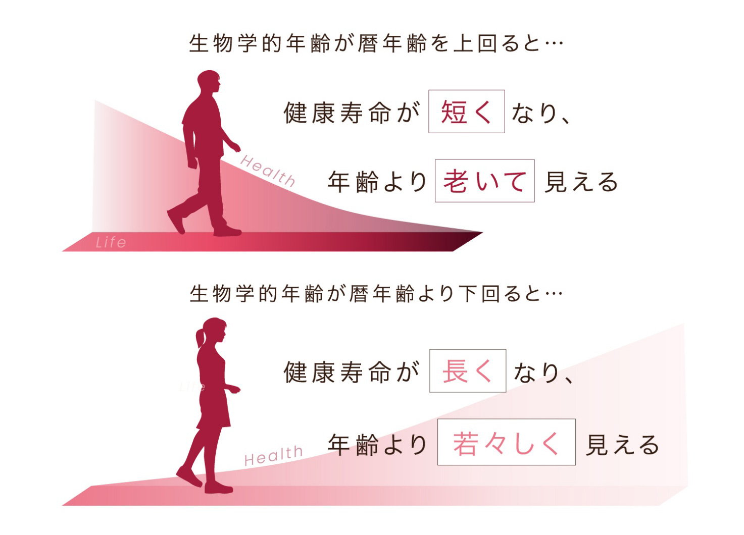 生物学的年齢とはのイメージ