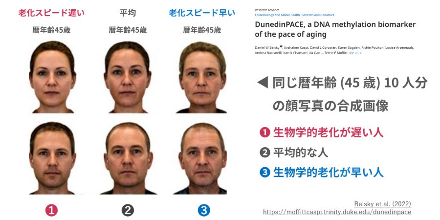 生物学的年齢が若いと見た目も若くなりますのイメージ